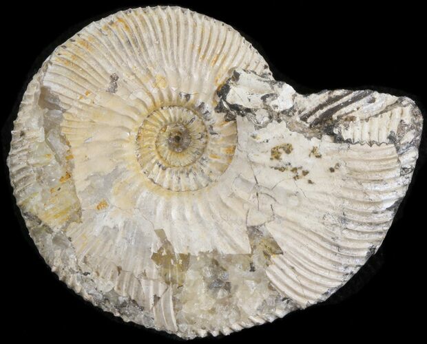 Wide Kosmoceras Ammonite - England #42657